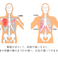 肋骨